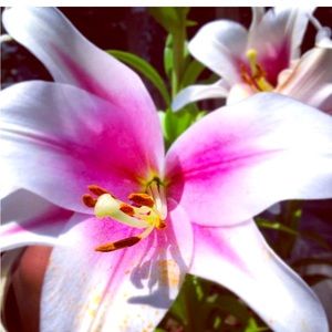 Meet your Posher, Krys